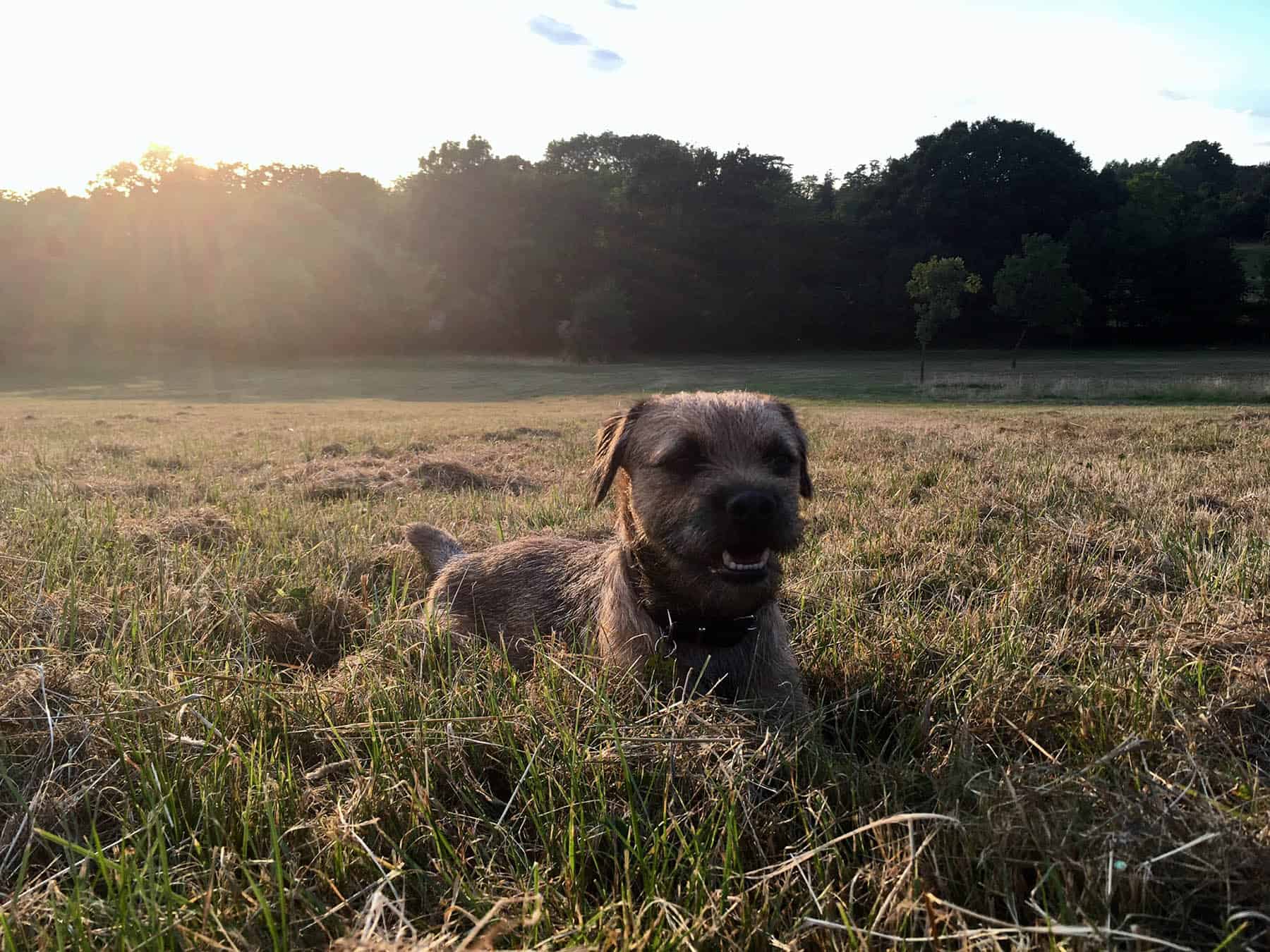 Dog on Streatham Common Park
